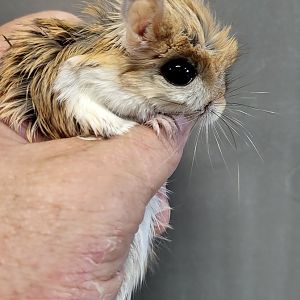 Lesser jerboa