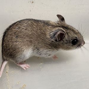 Chinese hamster