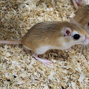 Lesser Egyptian gerbil