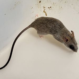 Acacia rat