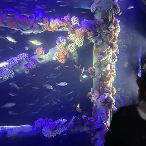 Artificial Reef Exhibit