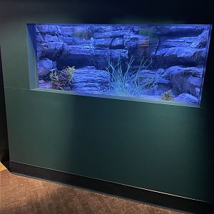White Abalone Exhibit