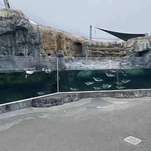 Magellanic Penguin Exhibit (slightly redone)