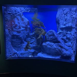 Purple Hydrocoral Exhibit