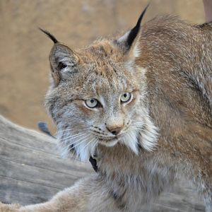 Lynx canadensis (Jasper)