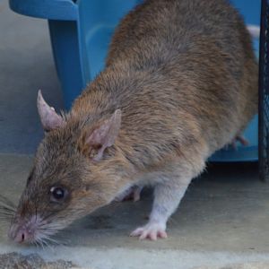 Cricetomys gambianus (Celine)