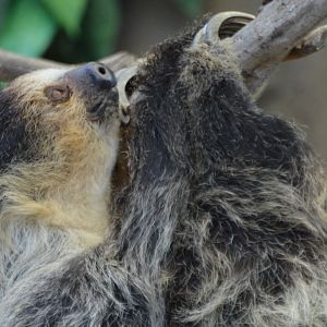 Choloepus didactylus (Siesta)