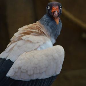 Sarcoramphus papa (Clark)