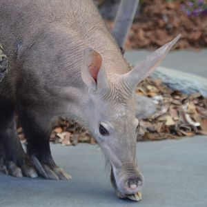 Orycteropus afer (Tilli)