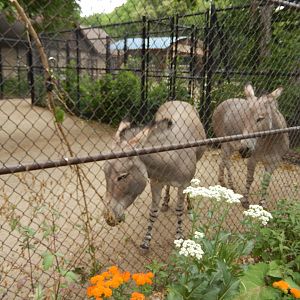 7/1/2023 - Somali Wild Asses