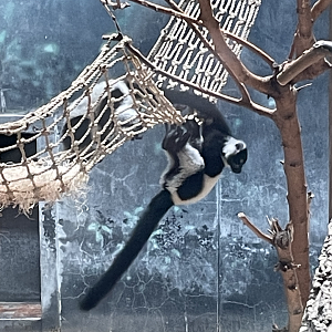 7/1/2023 - Lemur Youngster