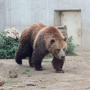 7/1/2023 - Grizzly Bear