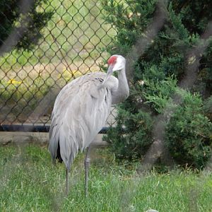 7/1/2023 - Sandhill Crane