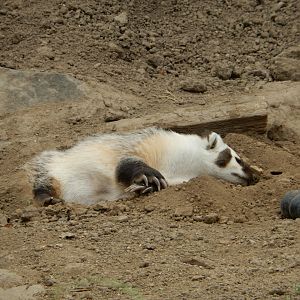7/1/2023 - American Badger