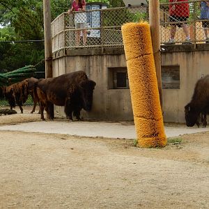 7/1/2023 - American Bison