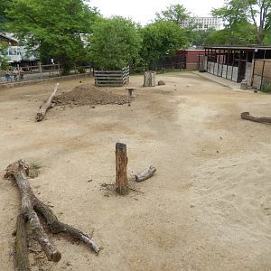 7/1/2023 - American Bison Exhibit
