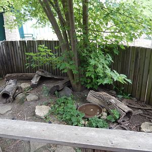 7/1/2023 - Box Turtle Exhibit