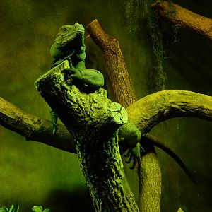 7/1/2023 - Rhinoceros Iguana