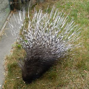 7/1/2023 - Indian Crested Porcupine