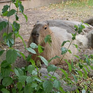 7/1/2023 - Capybara