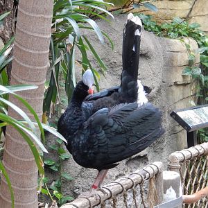 7/1/2023 - Helmeted Curassow