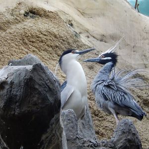 7/1/2023 - Night Herons