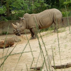 7/1/2023 - White Rhino