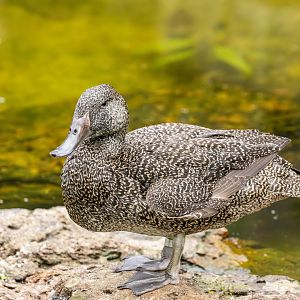 Freckled duck (Stictonetta naevosa)