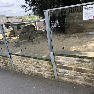 African Crested Porcupine Enclosure at Cannon Hall Farm (May 2022)