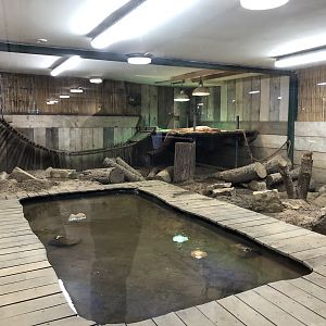 Asian Water Monitor Enclosure at Cannon Hall Farm (May 2022)