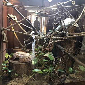 Corn Snake Enclosure at Cannon Hall Farm (May 2022)