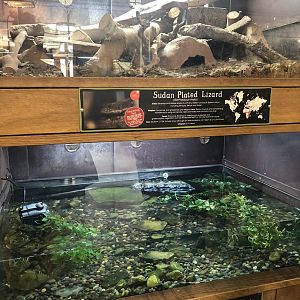 Sudan Plated Lizard & Musk Turtle Enclosures at Cannon Hall Farm (May 2022)