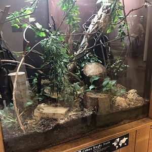 Cuban Knight Anole Enclosure at Cannon Hall Farm (May 2022)