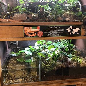 Corn Snake & Fire-bellied Toad Enclosures at Cannon Hall Farm (May 2022)