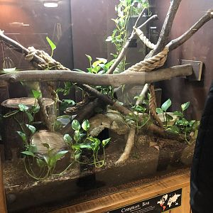 Common Boa Enclosure at Cannon Hall Farm (May 2022)