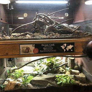 Hermit Crab Enclosure at Cannon Hall Farm (May 2022)