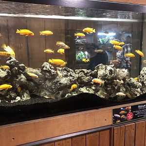 Lake Malawi Cichlid Tank at Cannon Hall Farm (May 2022)