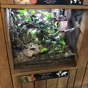 Crested Gecko Enclosure at Cannon Hall Farm (May 2022)