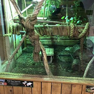 Chinese Water Dragon / Red-footed Tortoise Enclosure at Cannon Hall Farm (May 2022)