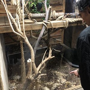 Common Boa Enclosure at Cannon Hall Farm (May 2022)