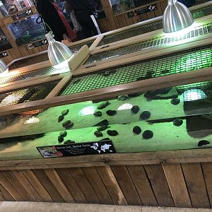 Smooth Softshell Turtle Enclosure at Cannon Hall Farm (May 2022)