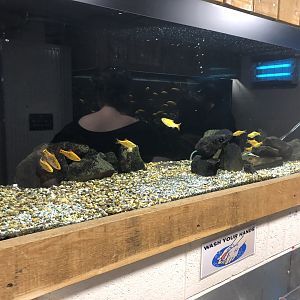 Golden Barbs Tank at Cannon Hall Farm (May 2022)