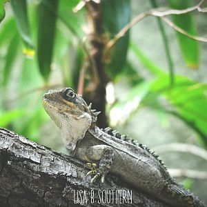 Gariau forest dragon