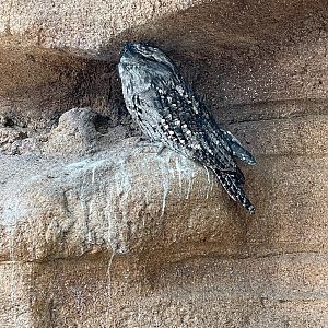 Tawny frogmouth (Podargus strigoides)