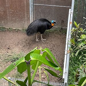 Northern Cassowary (Casuarius unappendiculatus)