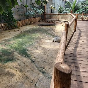 Aldabra giant tortoise indoor-enclosure