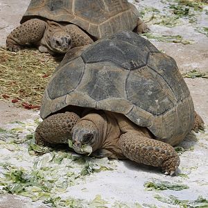 Aldabra giant tortoises
