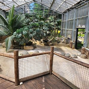 Aldabra giant tortoise enclosure
