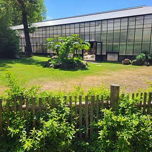 Aldabra giant tortoise outdoor-enclosure