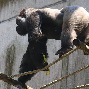 Western lowland gorilla
